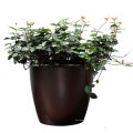 Metal Flower Baskets and Planters